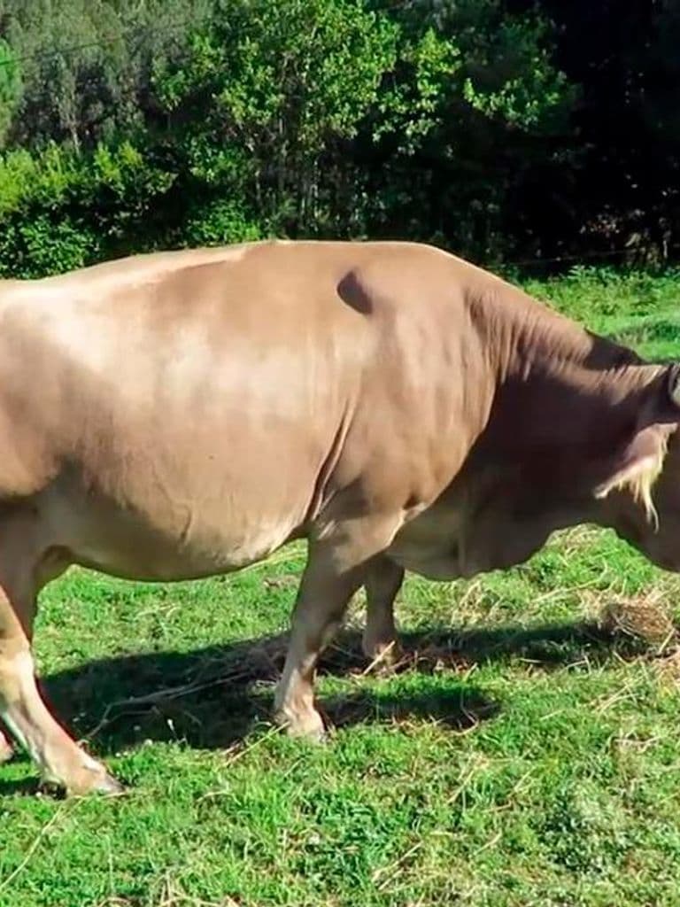 O parto da parda