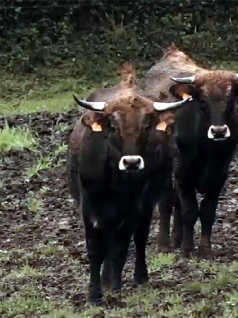 As vacas desaparecidas
