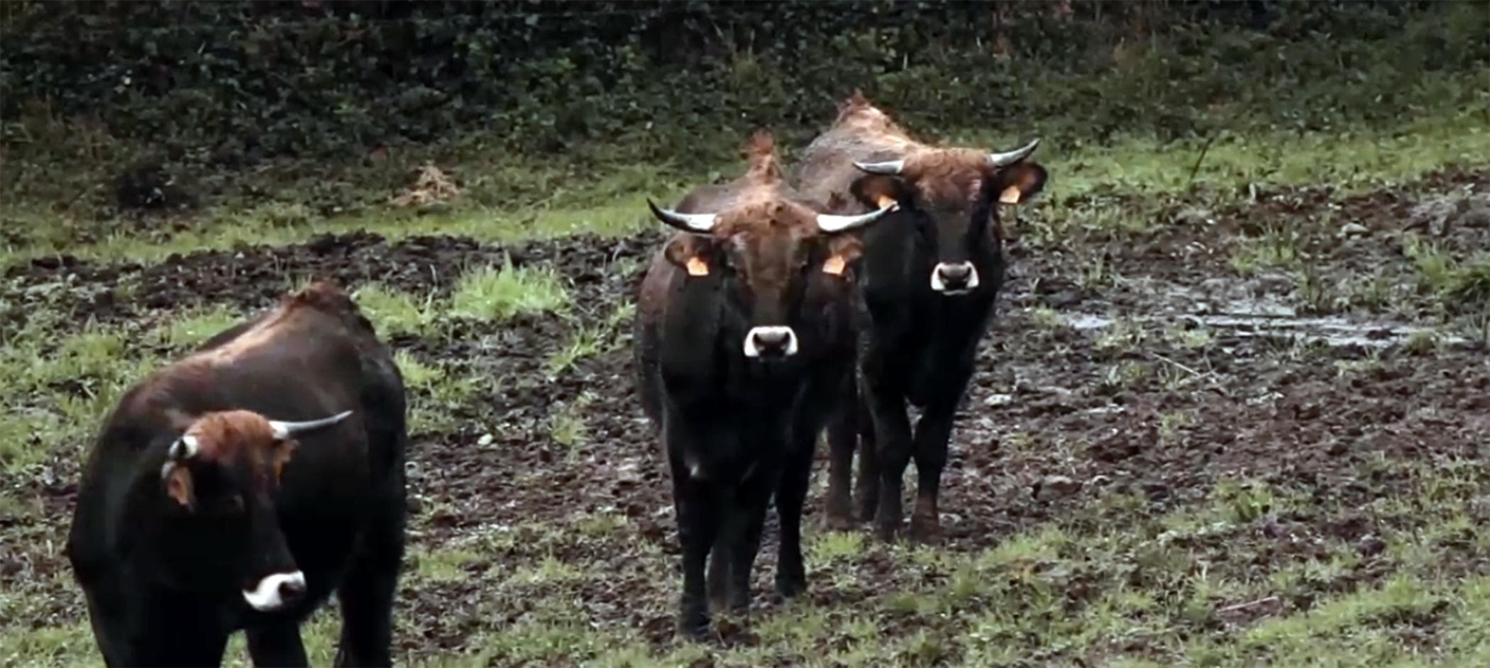 As vacas desaparecidas