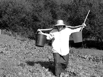 O cultivo de boniatos