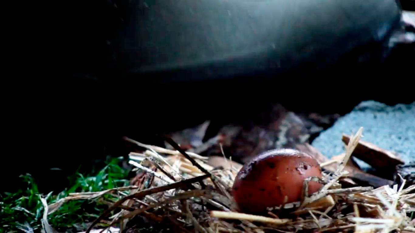 Gallinicidio