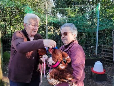 Rodaxe de Gripe aviar