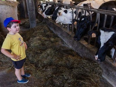 Xoel e as súas vacas