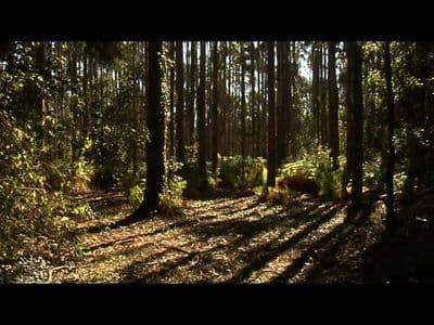 Un dos cinco bosques de Matías
