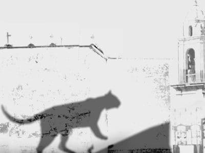 Gato en Negra sombra