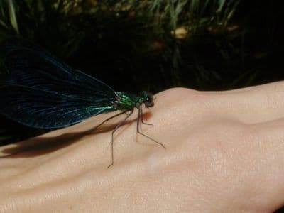 Libélula