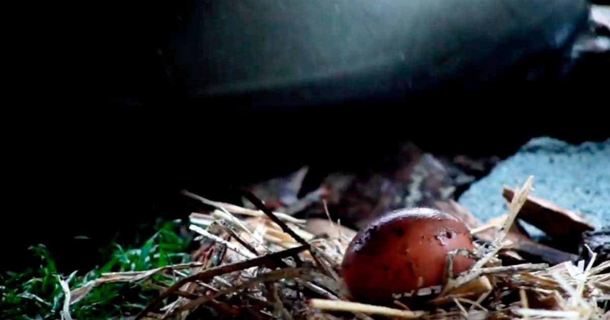 Gallinicidio