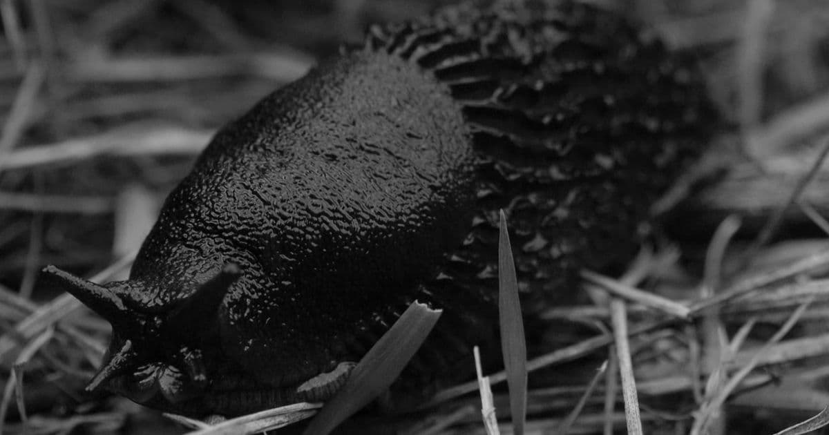 Sotobosque 1