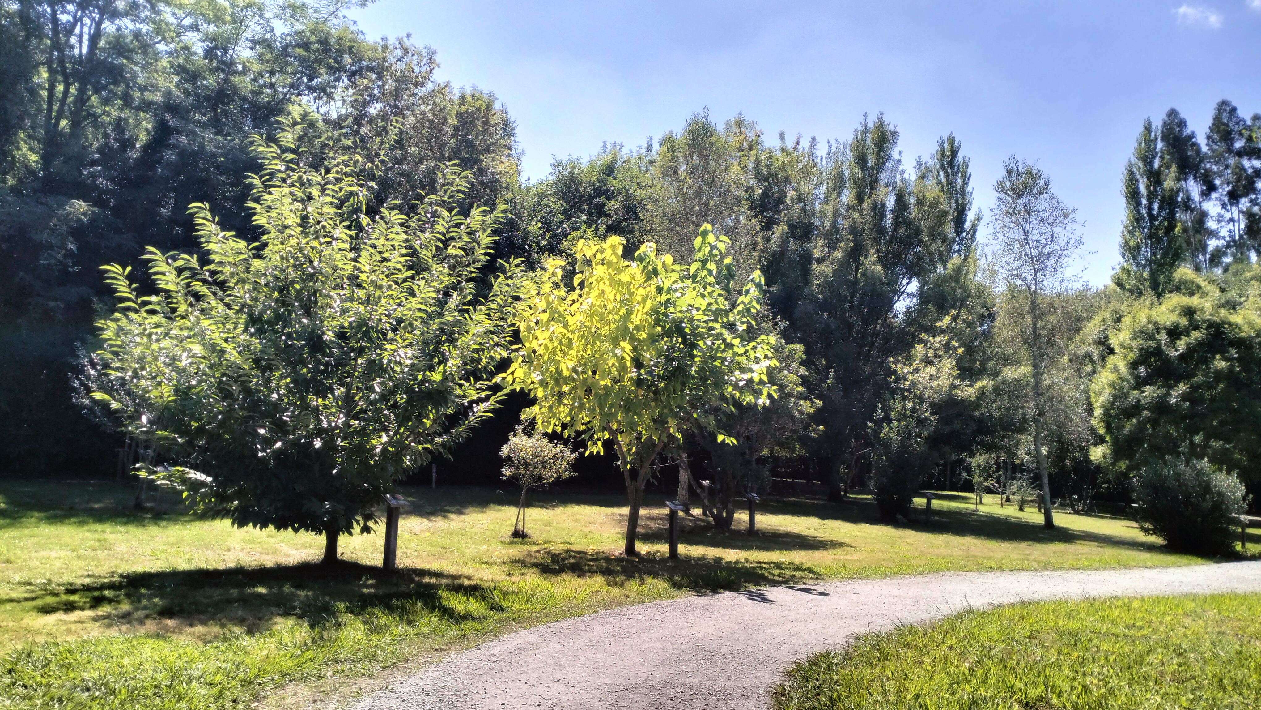 Bosque do Chanfaina Lab