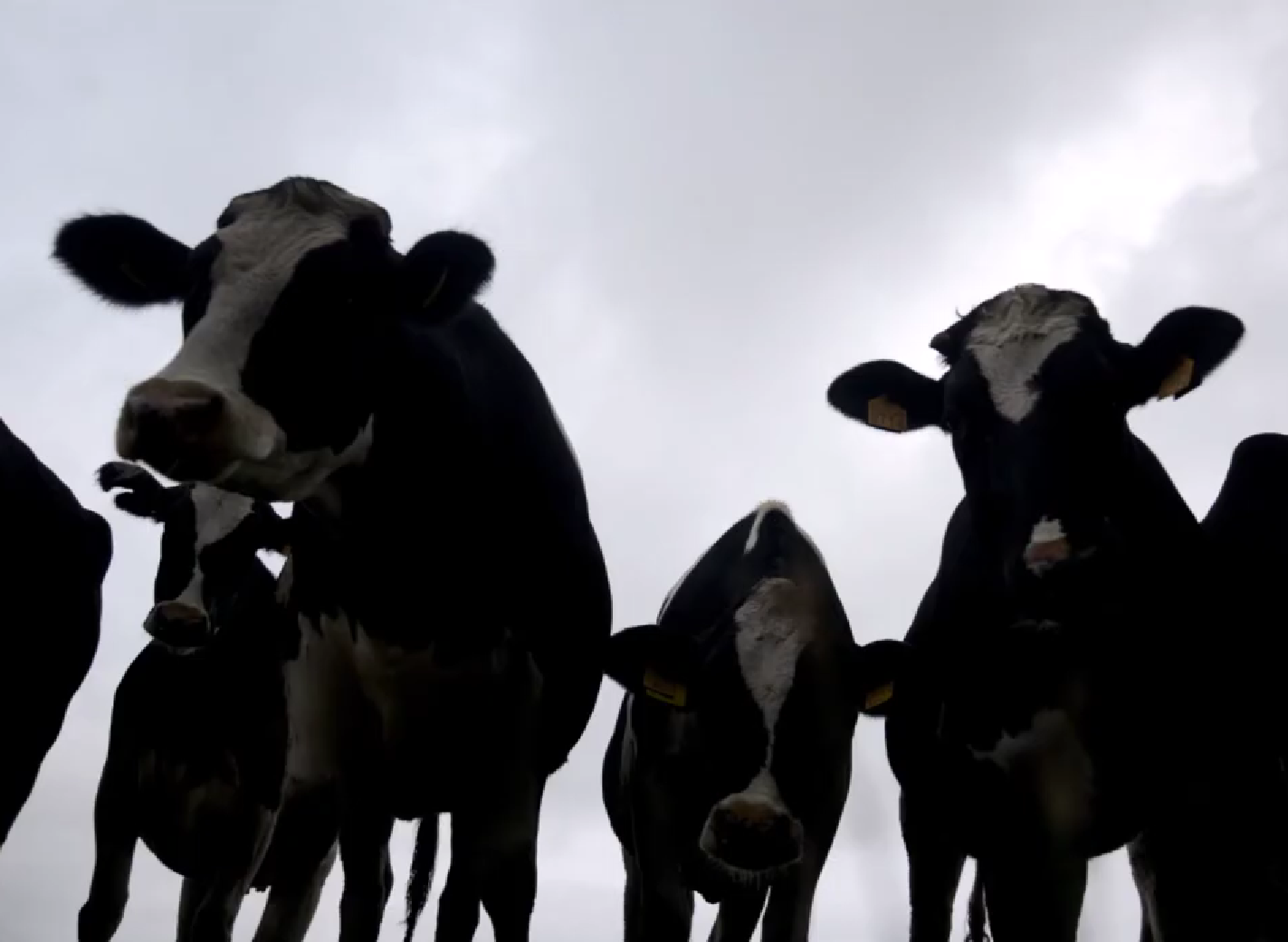 vacas do ciclo animais